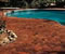 Swimming Pool Paver Colors