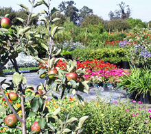 Landscaped Garden
