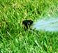 Sprinkler head