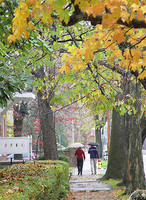 Frankfort Sidewalks