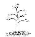 Planting Mulches