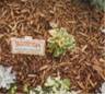 Wood Chips