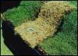 Landscape Sod