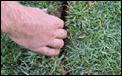 Sod Placement