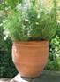 Terracotta Pot