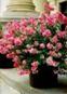 Flower Pot