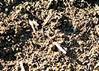Compost Heap