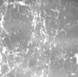 Marble Veining