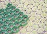 Grass Pavers