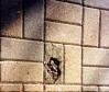 Damaged pavers