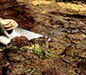 excavate site