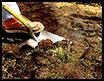 Site Excavation