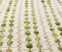 Grass Pavers